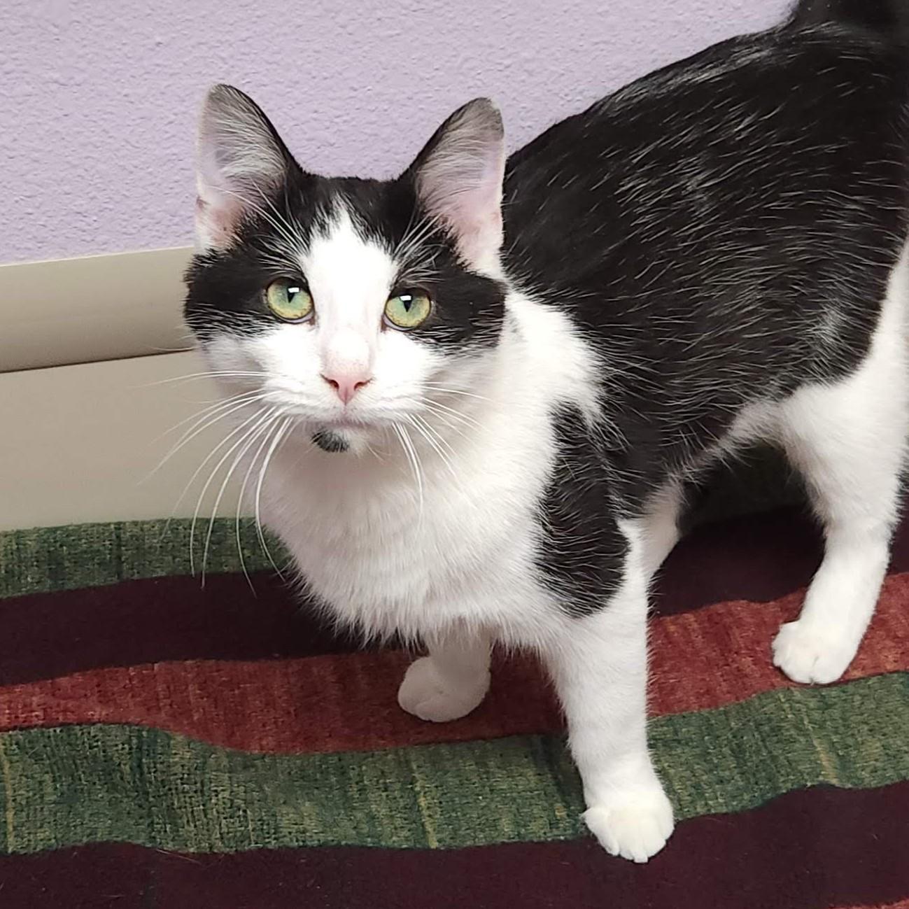 Enlarge Dinner Roll, a ADOPTABLE Domestic Short Hair in Marshfield, WI image 2/6