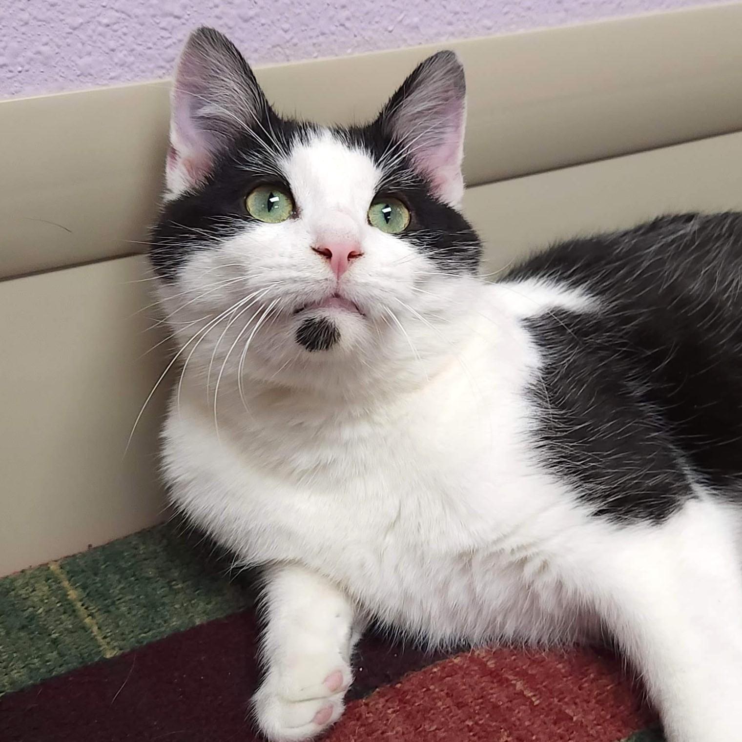 Enlarge Dinner Roll, a ADOPTABLE Domestic Short Hair in Marshfield, WI image 4/6