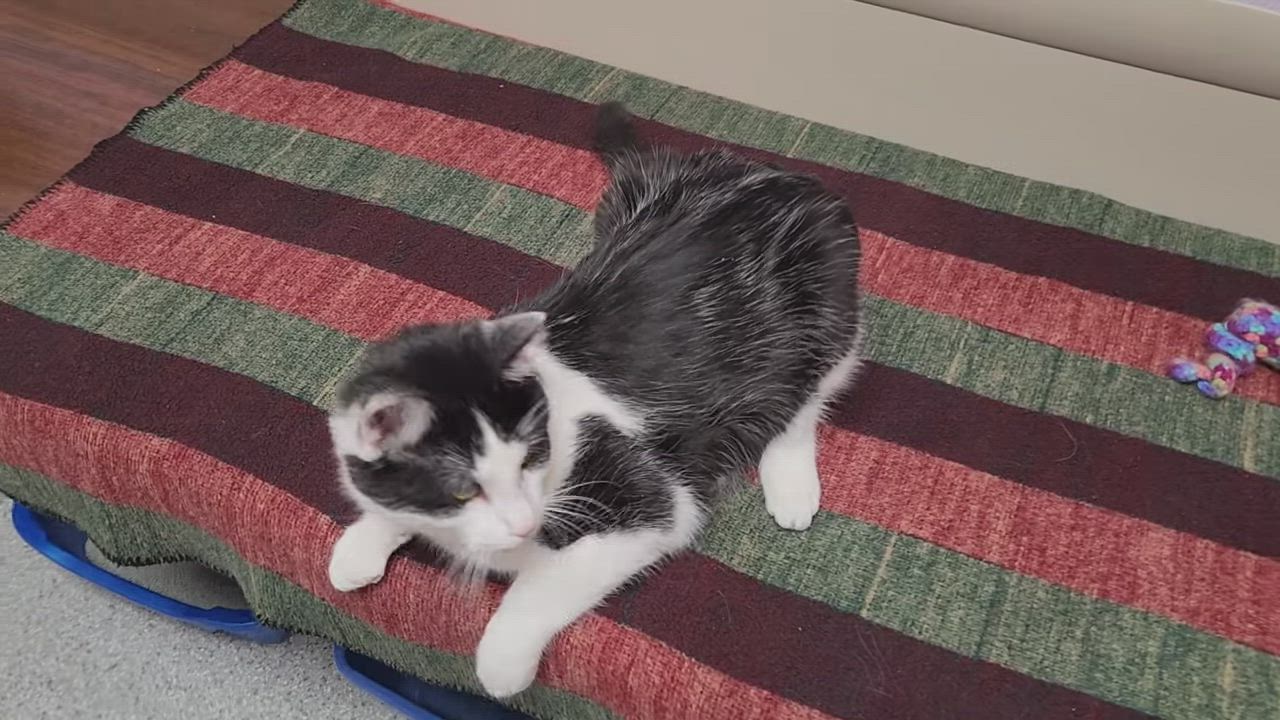 Enlarge Dinner Roll, a ADOPTABLE Domestic Short Hair in Marshfield, WI video 6/6