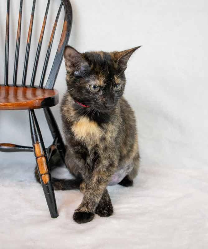 Enlarge Kelly, a Adoptable mixed breed in Kennesaw, GA image 4/6