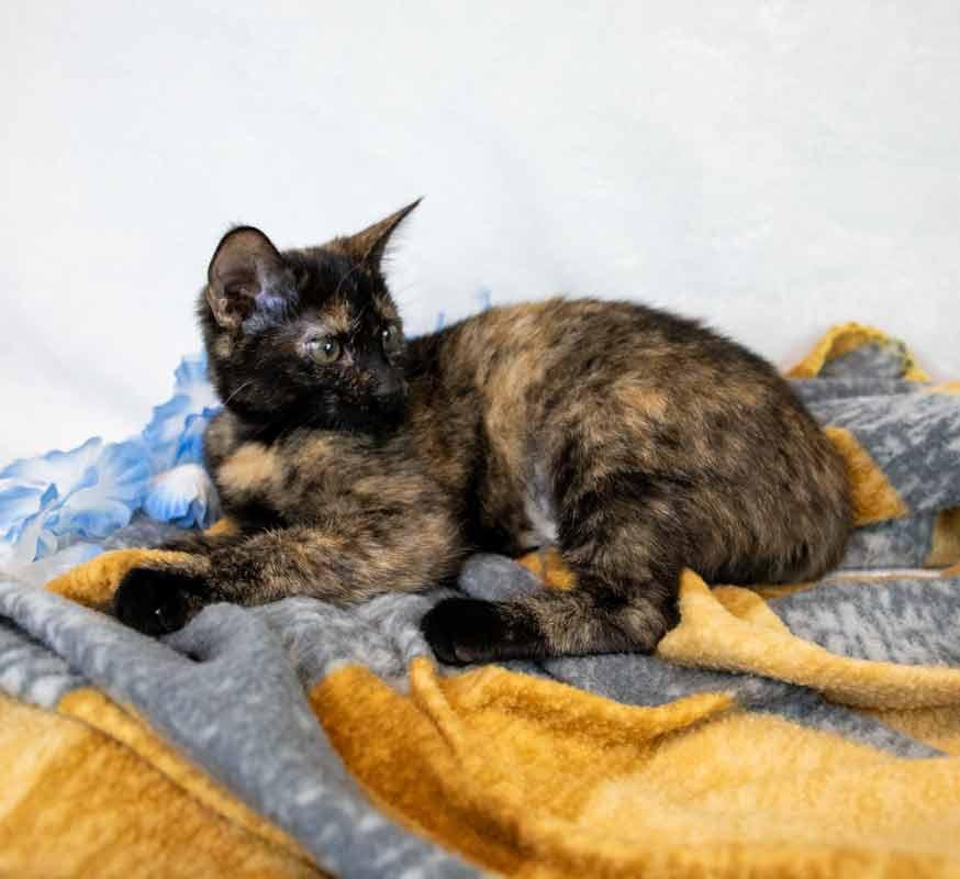 Enlarge Kelly, a Adoptable mixed breed in Kennesaw, GA image 5/6