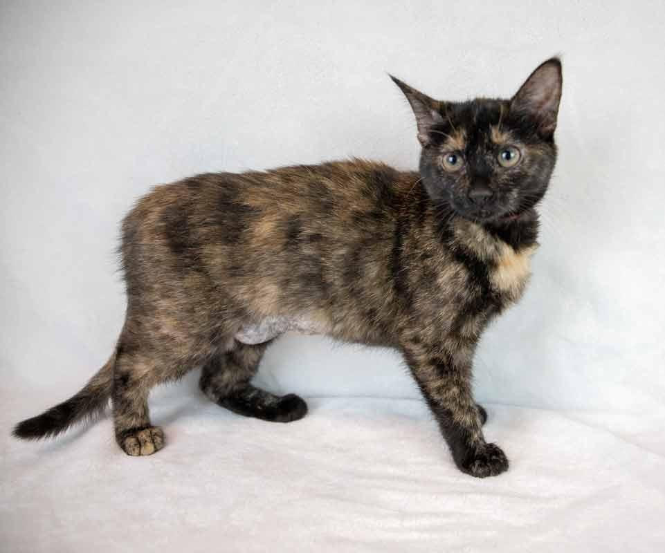 Enlarge Kelly, a Adoptable mixed breed in Kennesaw, GA image 3/6