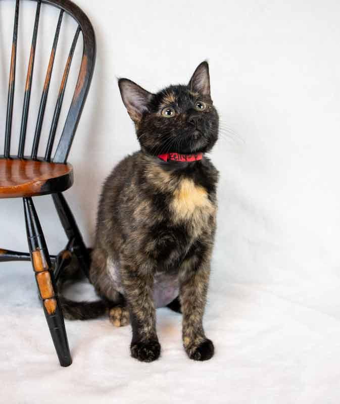 Enlarge Kelly, a Adoptable mixed breed in Kennesaw, GA image 2/6