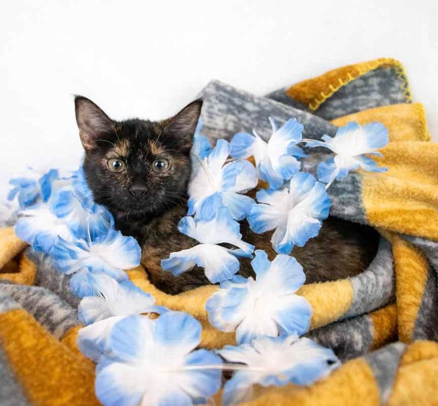 Enlarge Kelly, a Adoptable mixed breed in Kennesaw, GA image 6/6