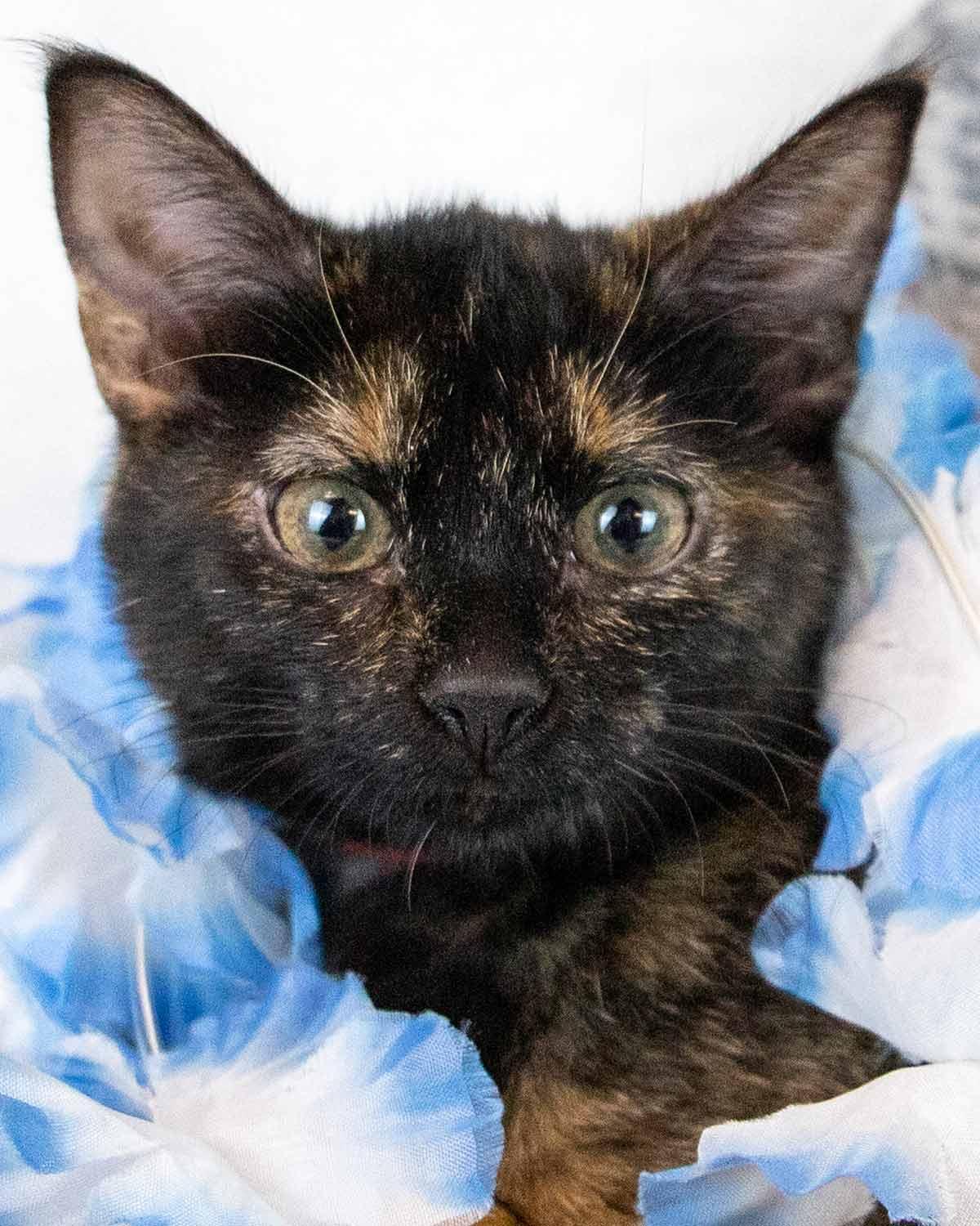 Enlarge Kelly, a Adoptable mixed breed in Kennesaw, GA image 1/6