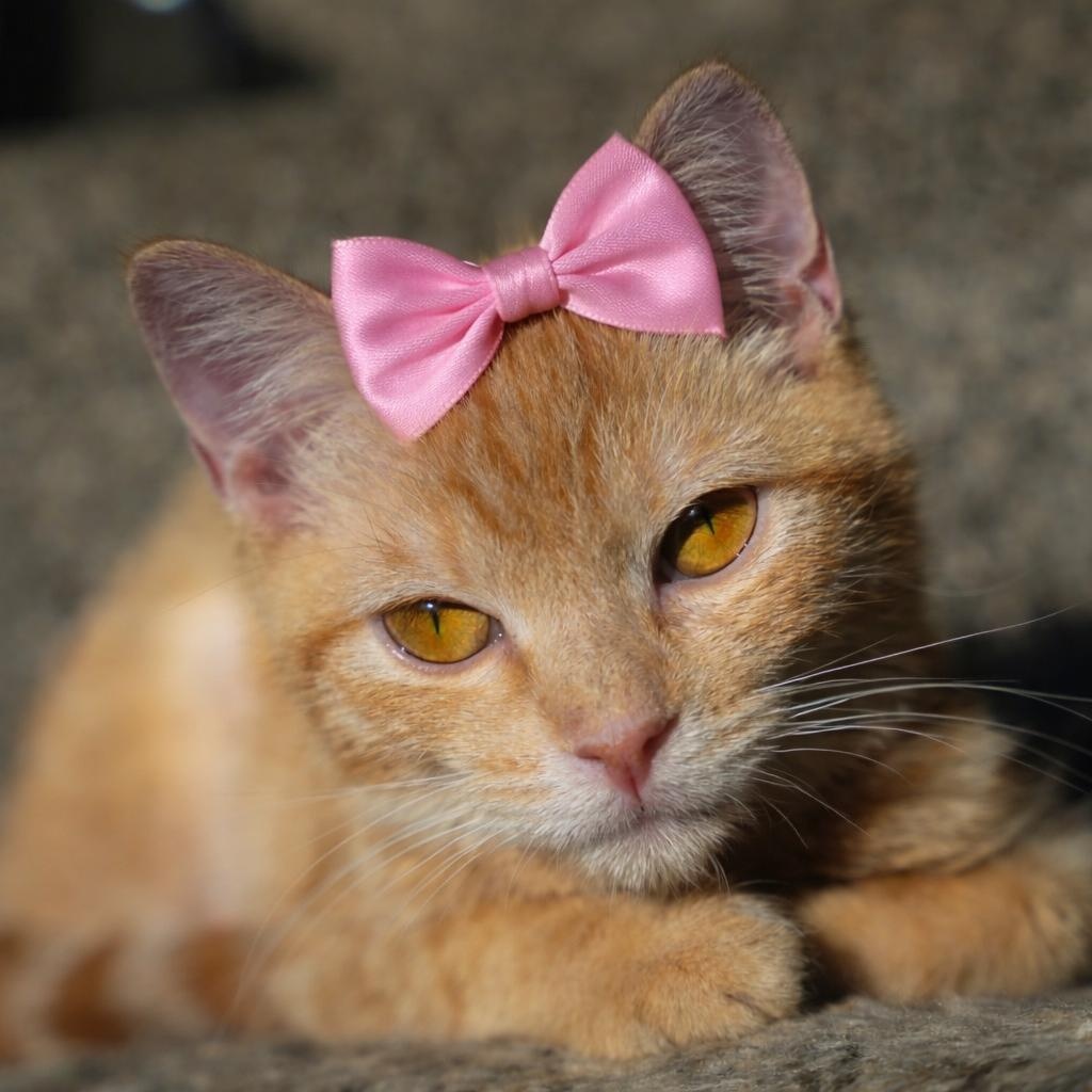 Enlarge Diva, a ADOPTABLE Tabby in Dalton, GA image 2/3