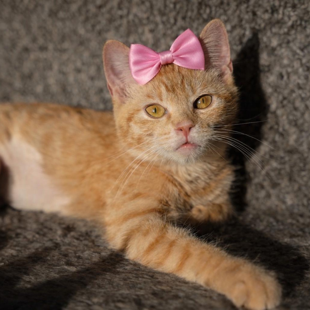 Enlarge Diva, a ADOPTABLE Tabby in Dalton, GA image 3/3