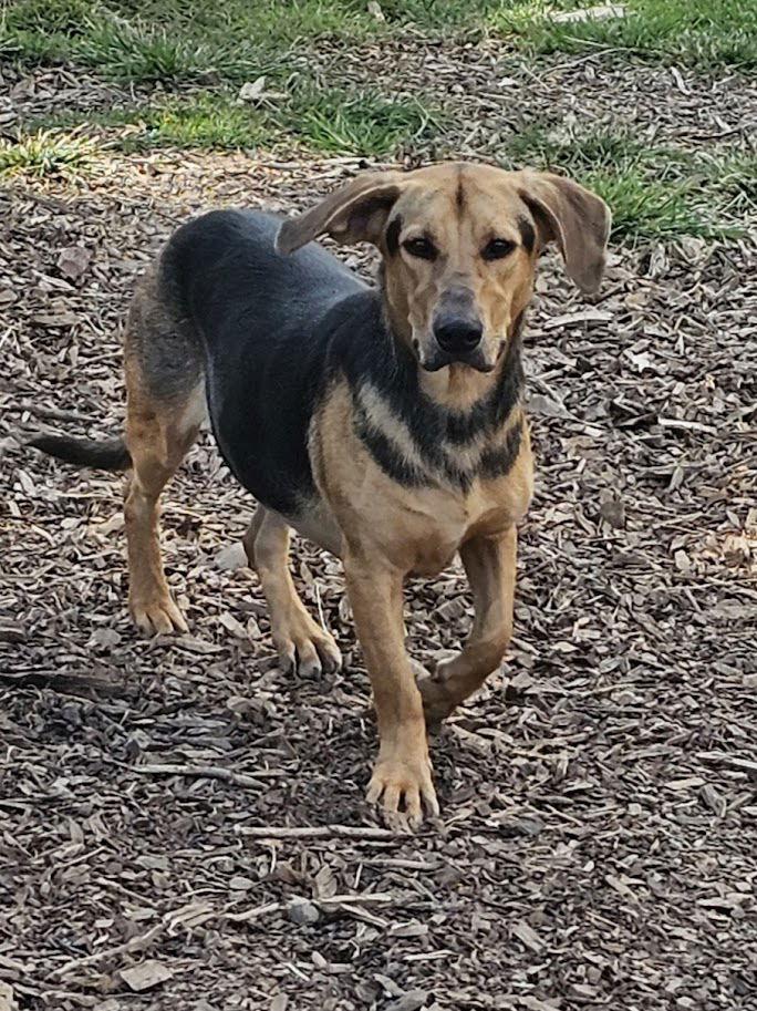 Claire, Adoptable, Young Female Beagle & Shepherd.