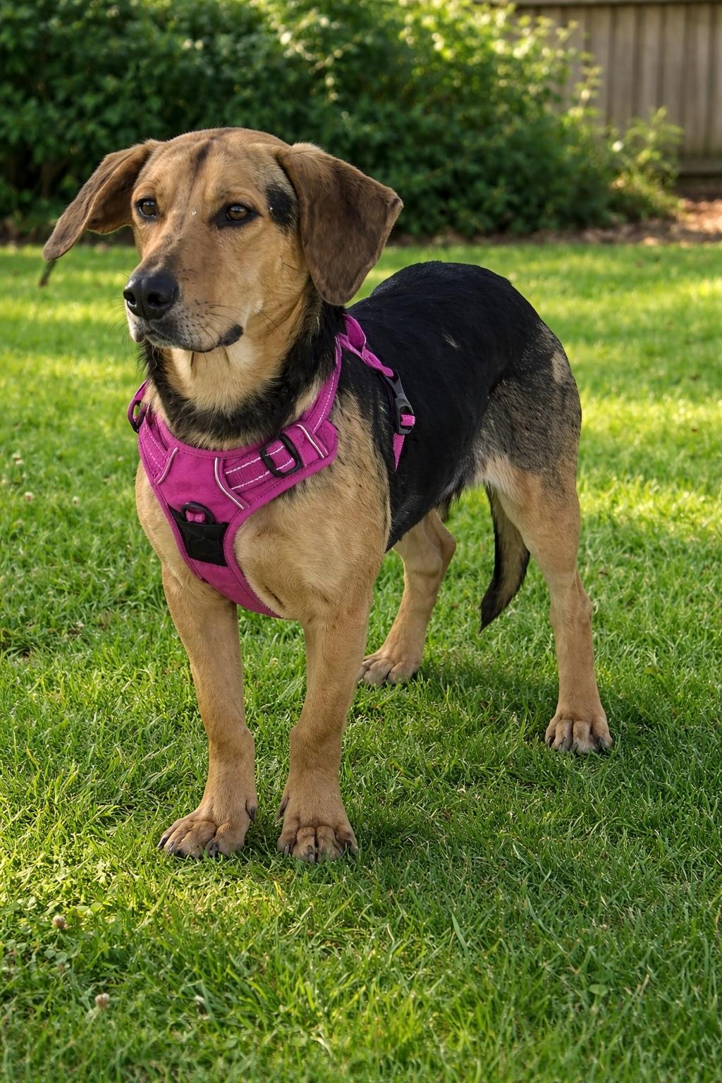 Enlarge Claire, a Adoptable mixed breed in Ringwood, NJ image 2/3