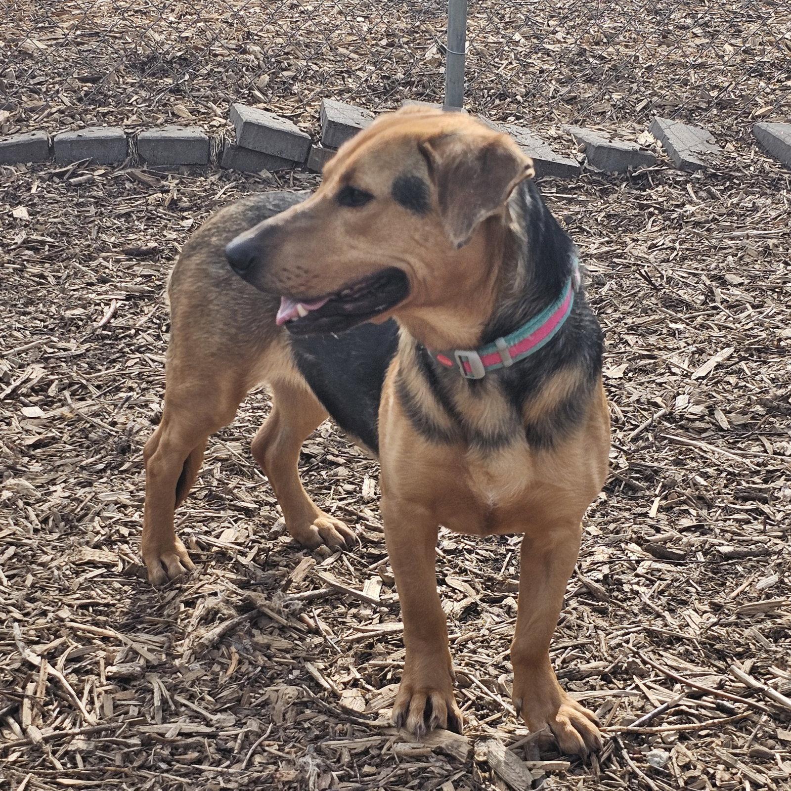 Enlarge Claire, a Adoptable mixed breed in Ringwood, NJ image 1/3