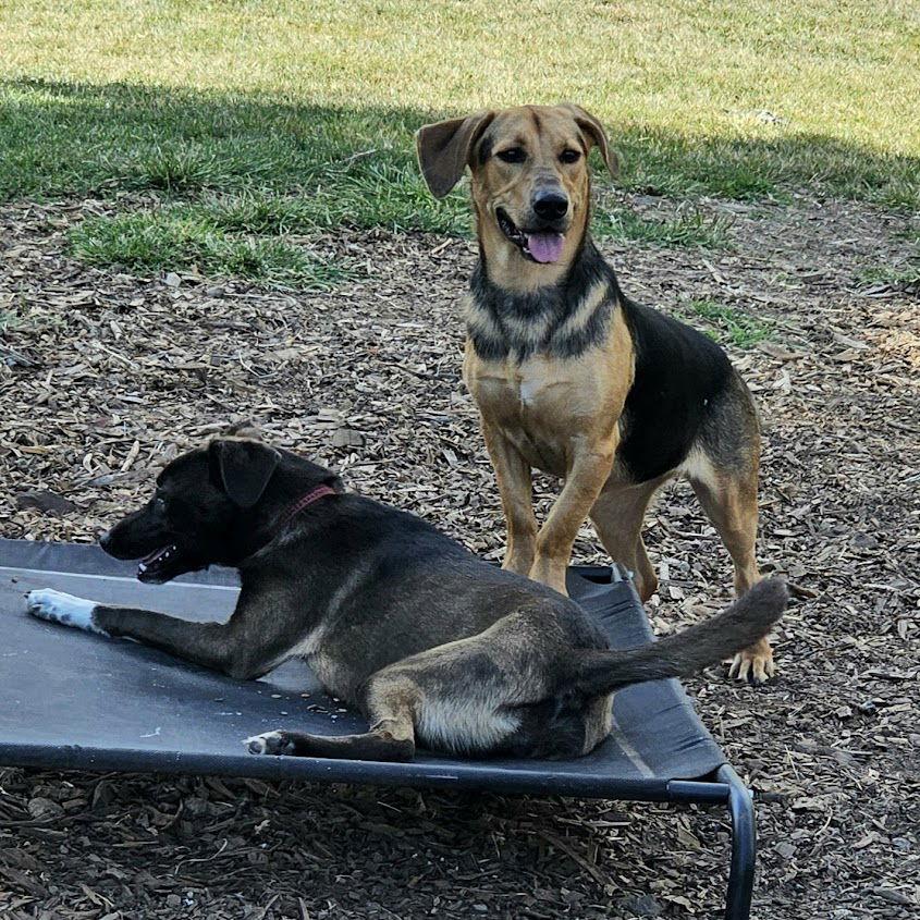 Enlarge Claire, a Adoptable mixed breed in Ringwood, NJ image 2/3