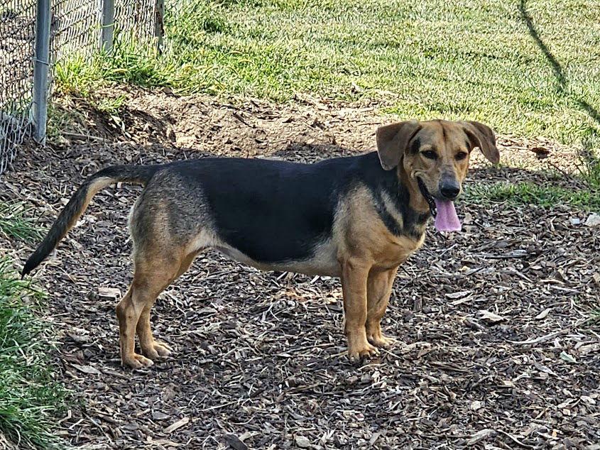 Enlarge Claire, a Adoptable mixed breed in Ringwood, NJ image 3/3