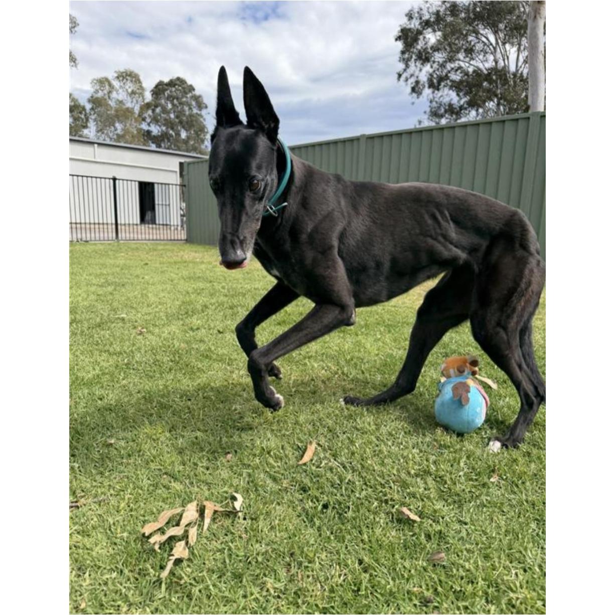Aquarian (Aqua), Adoptable, Adult Female Greyhound.