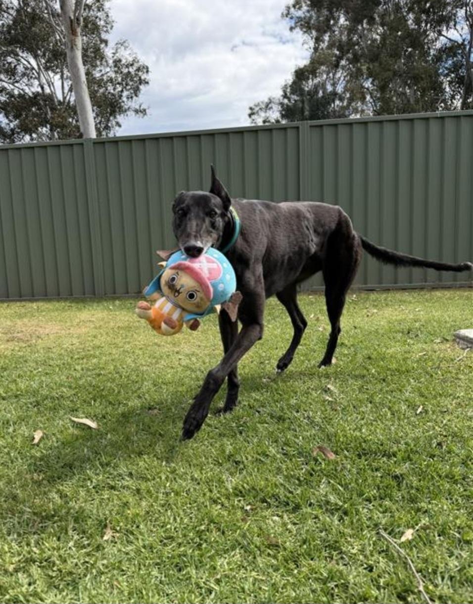 Enlarge Aquarian (Aqua), a Adoptable Greyhound in Tarpon Springs, FL image 3/6