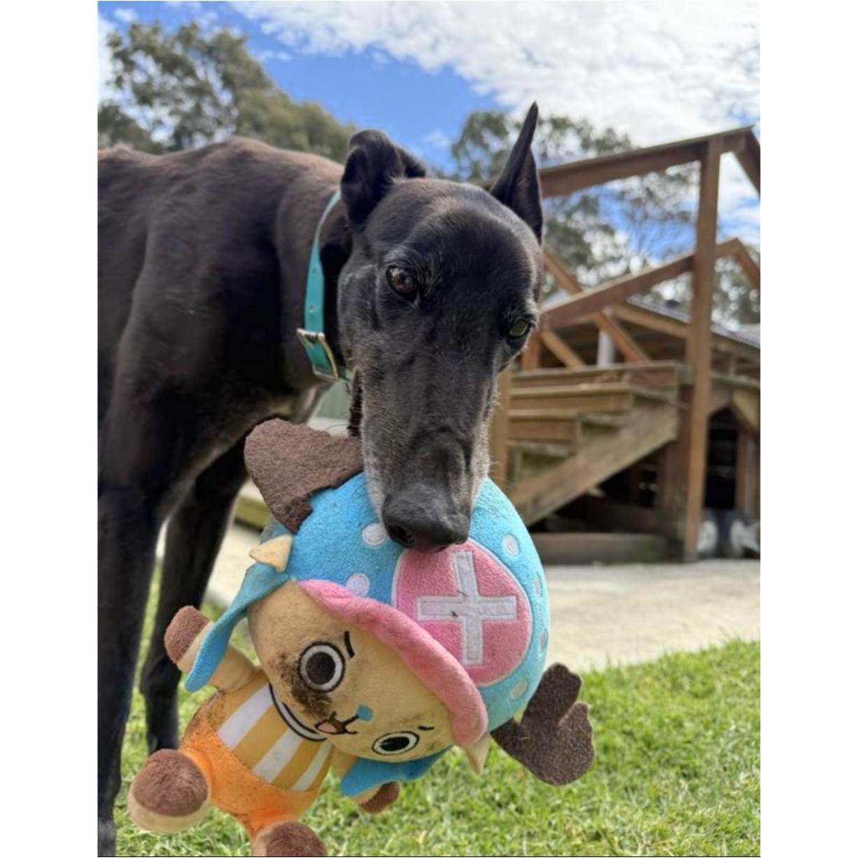 Enlarge Aquarian (Aqua), a Adoptable Greyhound in Tarpon Springs, FL image 4/6