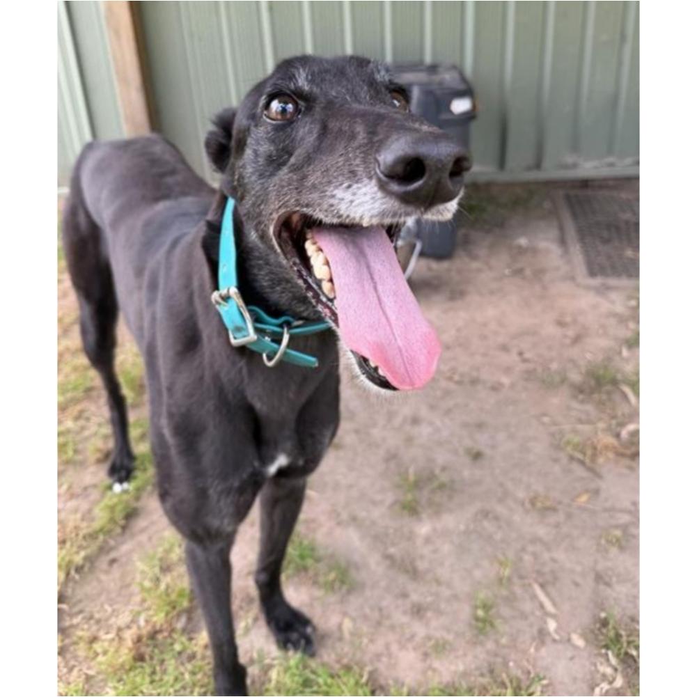 Enlarge Aquarian (Aqua), a Adoptable Greyhound in Tarpon Springs, FL image 5/6