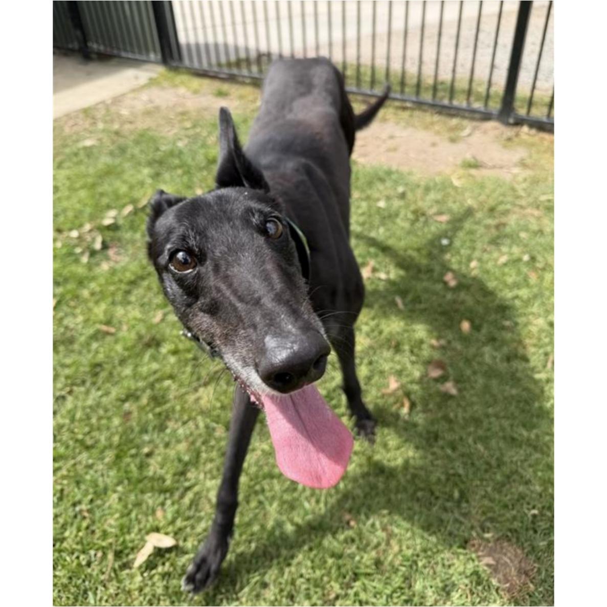 Enlarge Aquarian (Aqua), a Adoptable Greyhound in Tarpon Springs, FL image 6/6