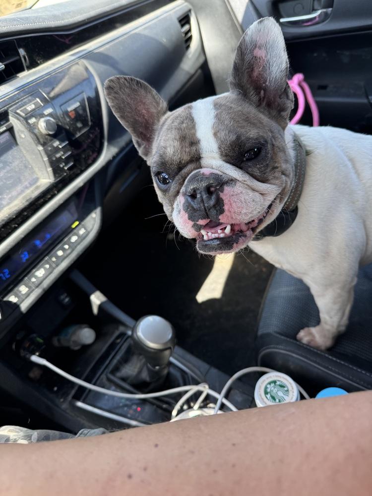 Lumi, Adoptable, Adult Female French Bulldog.