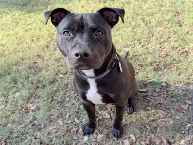 Enlarge ONYX, a Adoptable mixed breed in Chapel Hill, NC image 1/1