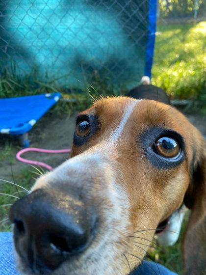 Milkshake, Adoptable, Adult Female Mixed Breed & Mixed Breed.