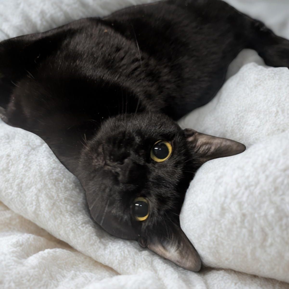 Rockette, a ADOPTABLE Domestic Short Hair in Montclair, NJ image 1/2