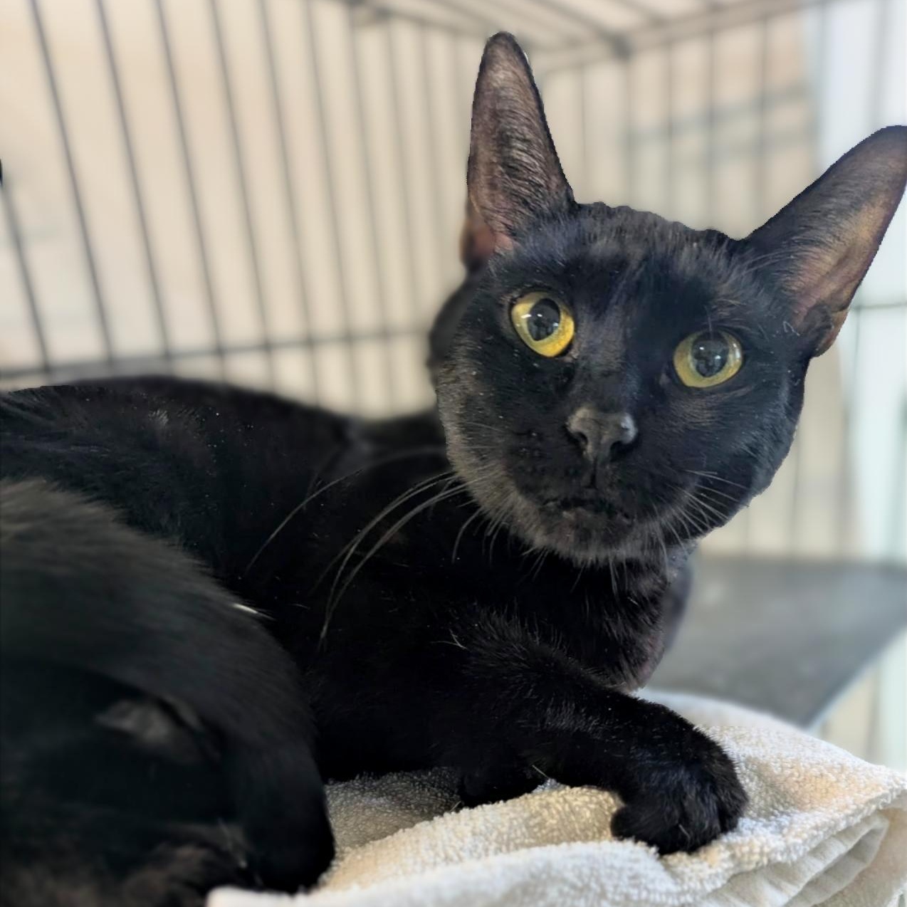 Rockette, a ADOPTABLE Domestic Short Hair in Montclair, NJ image 2/2