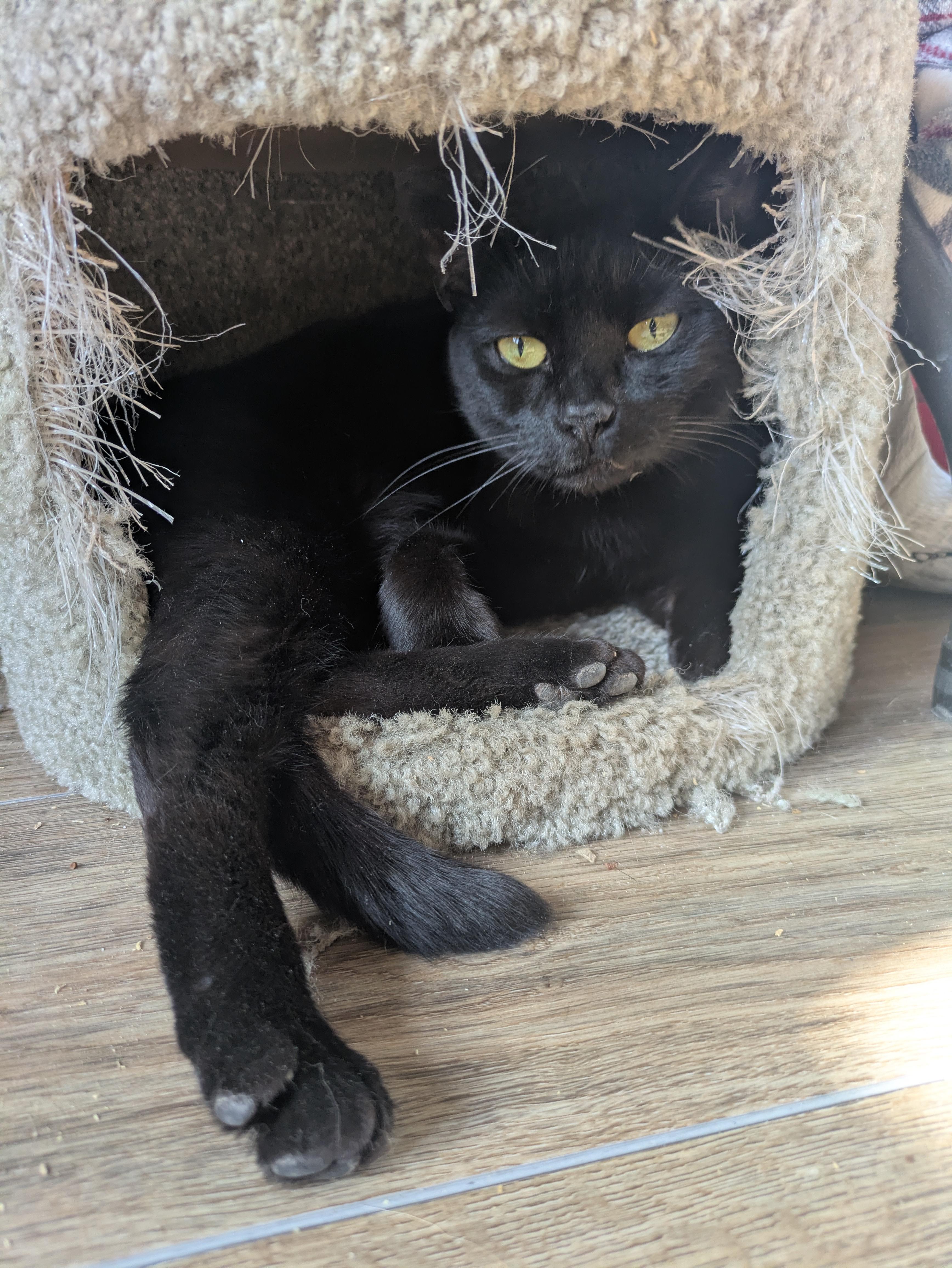 Rockette, ADOPTABLE, Young Female Domestic Short Hair.