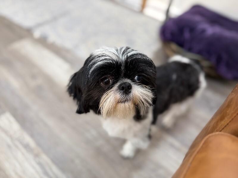 Bandit Hoverfluff Love Muffin — thumbnail 3