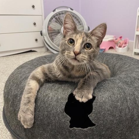 Enlarge Eleanor, a Adoptable Domestic Short Hair in Pittsburgh, PA image 1/6