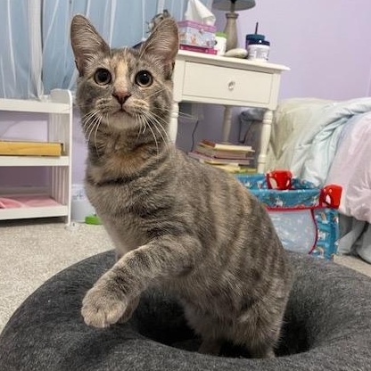 Enlarge Eleanor, a Adoptable Domestic Short Hair in Pittsburgh, PA image 2/6