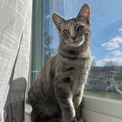 Enlarge Eleanor, a Adoptable Domestic Short Hair in Pittsburgh, PA image 3/6