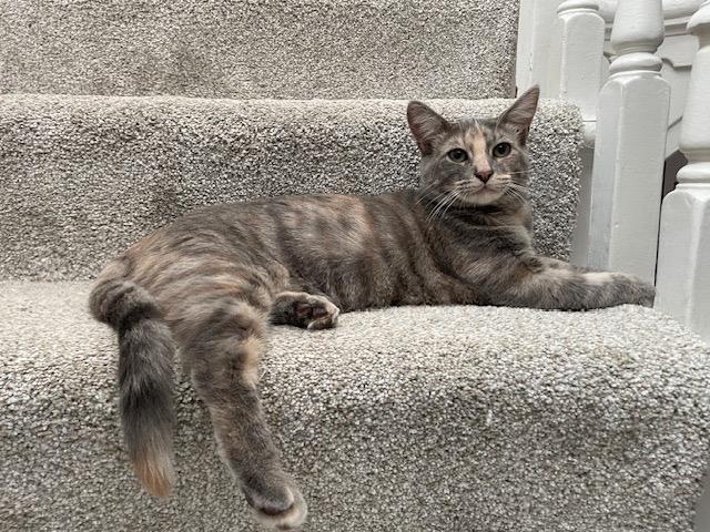 Enlarge Eleanor, a Adoptable Domestic Short Hair in Pittsburgh, PA image 6/6