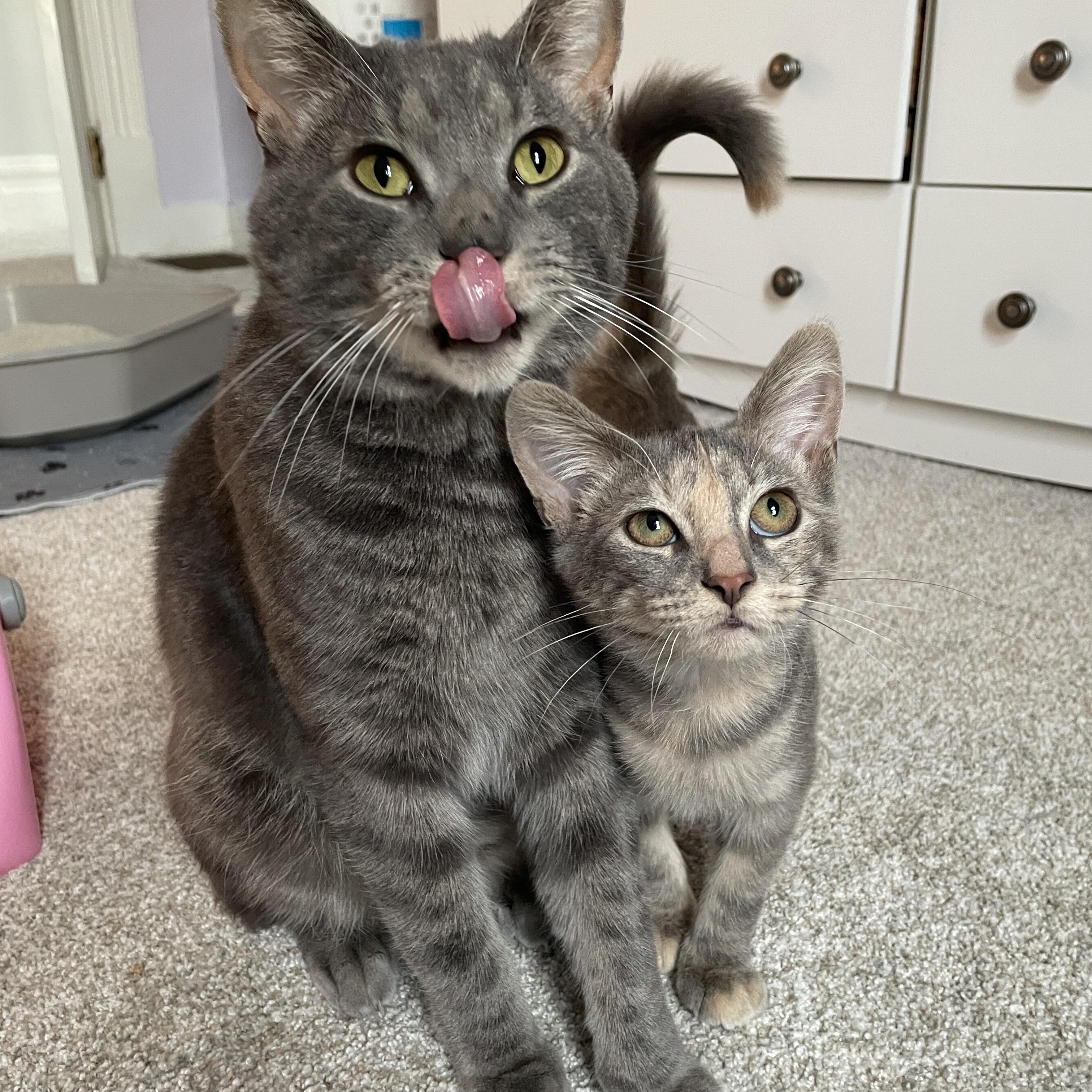 Enlarge Eleanor, a Adoptable Domestic Short Hair in Pittsburgh, PA image 4/6