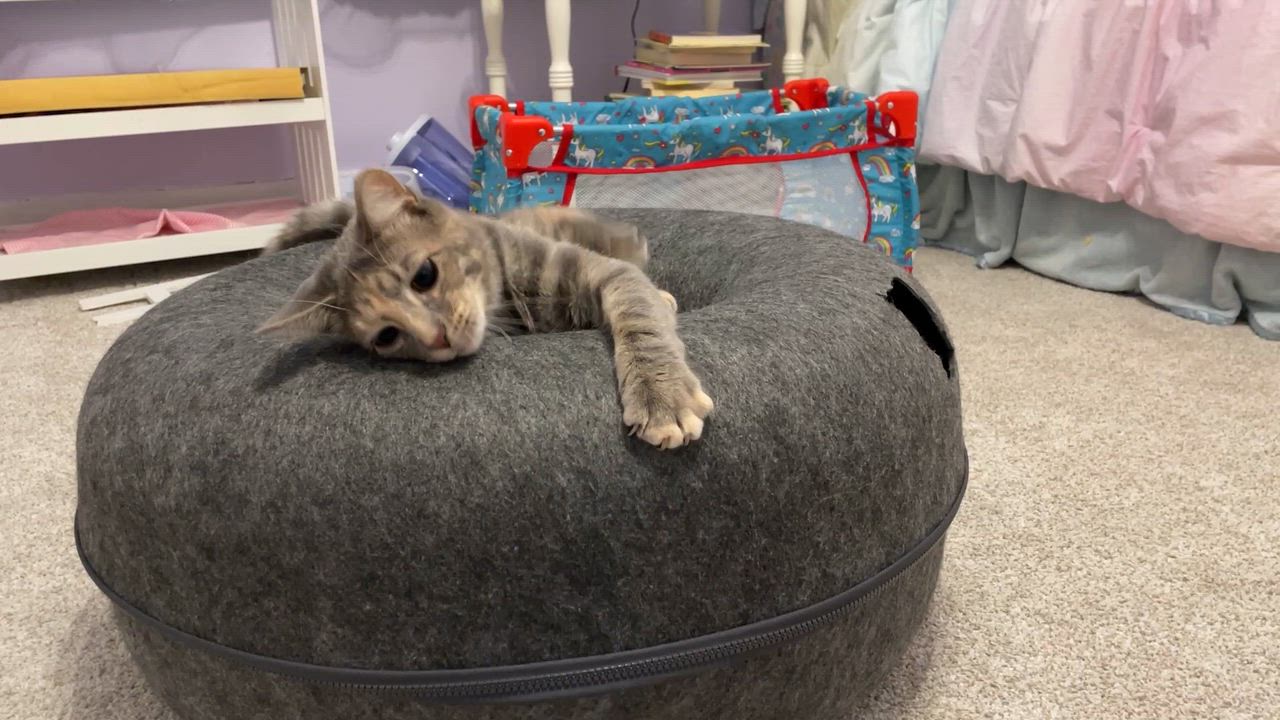 Enlarge Eleanor, a Adoptable Domestic Short Hair in Pittsburgh, PA video 5/6