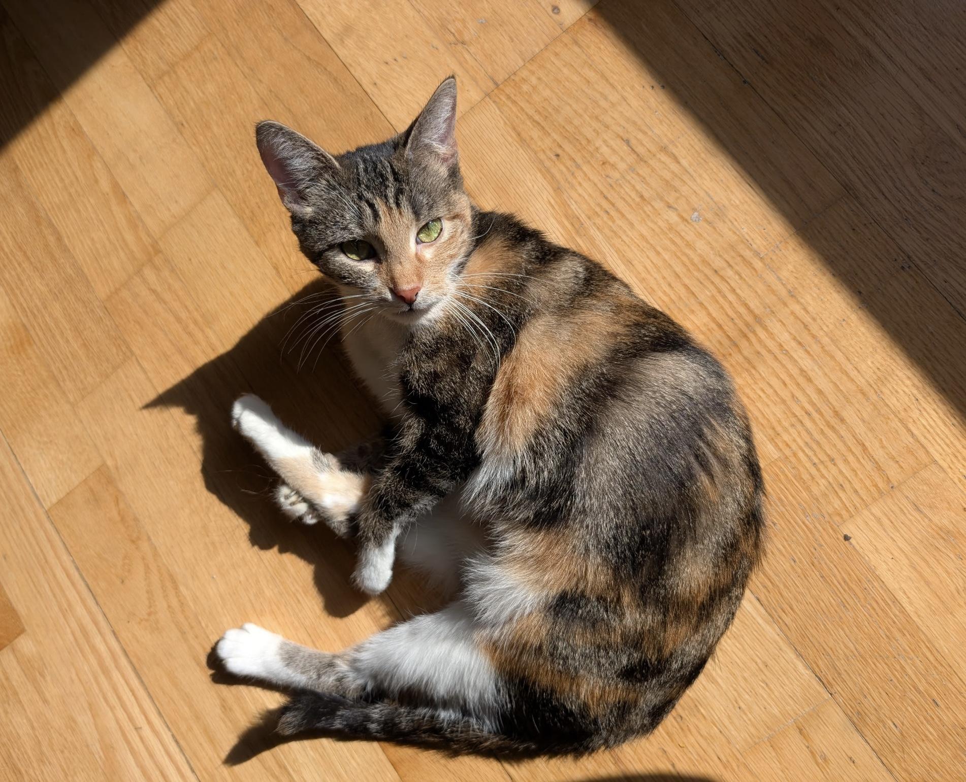 Rose, adopted, Young Female Domestic Short Hair.