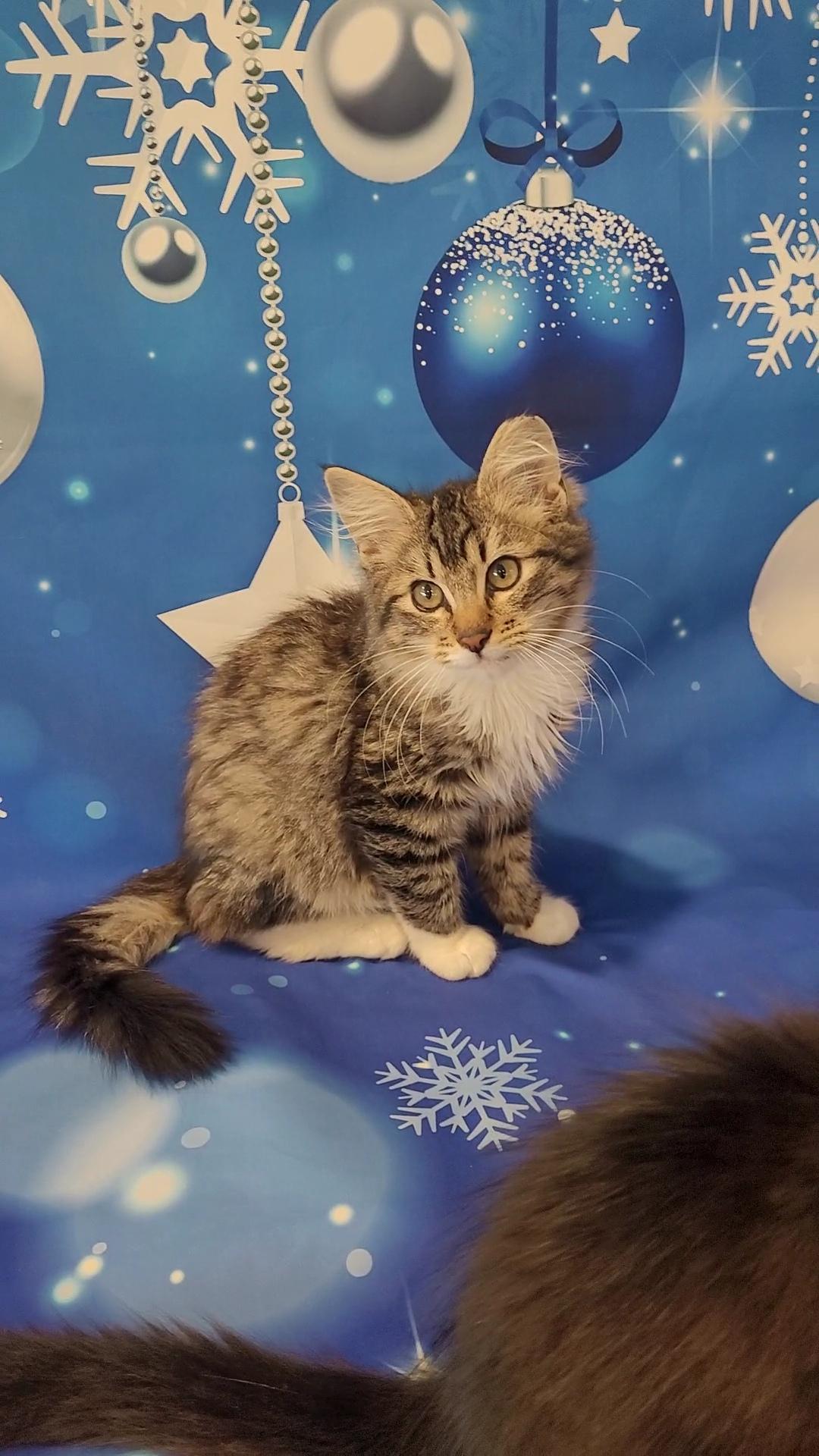 Enlarge FOZZIE BEAR, a Adoptable mixed breed in Escalon, CA image 1/6