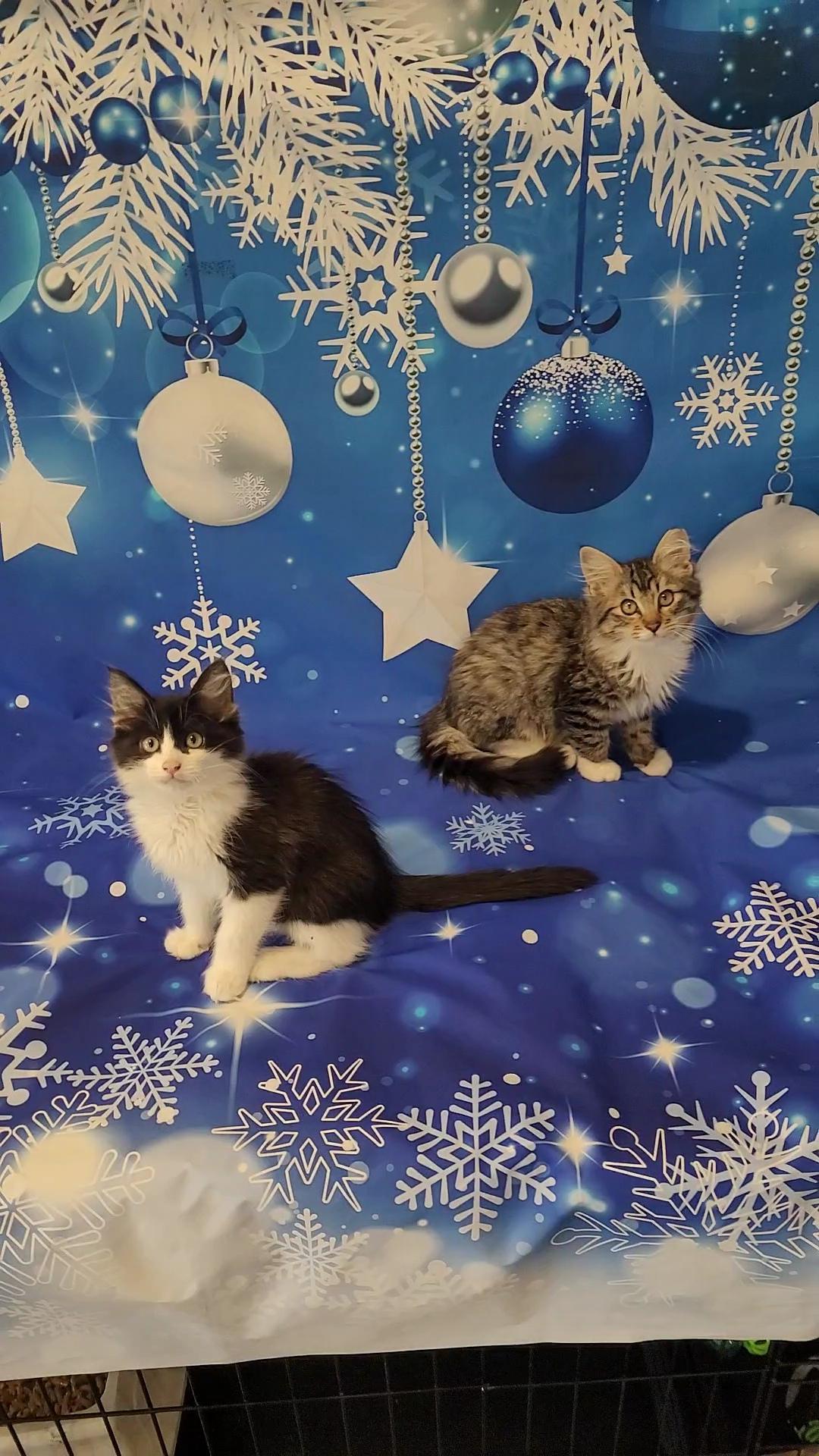 Enlarge FOZZIE BEAR, a Adoptable mixed breed in Escalon, CA image 2/6