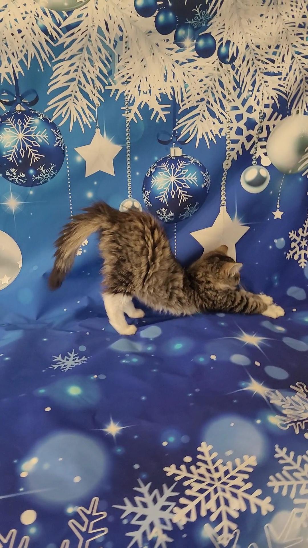 Enlarge FOZZIE BEAR, a Adoptable mixed breed in Escalon, CA image 3/6