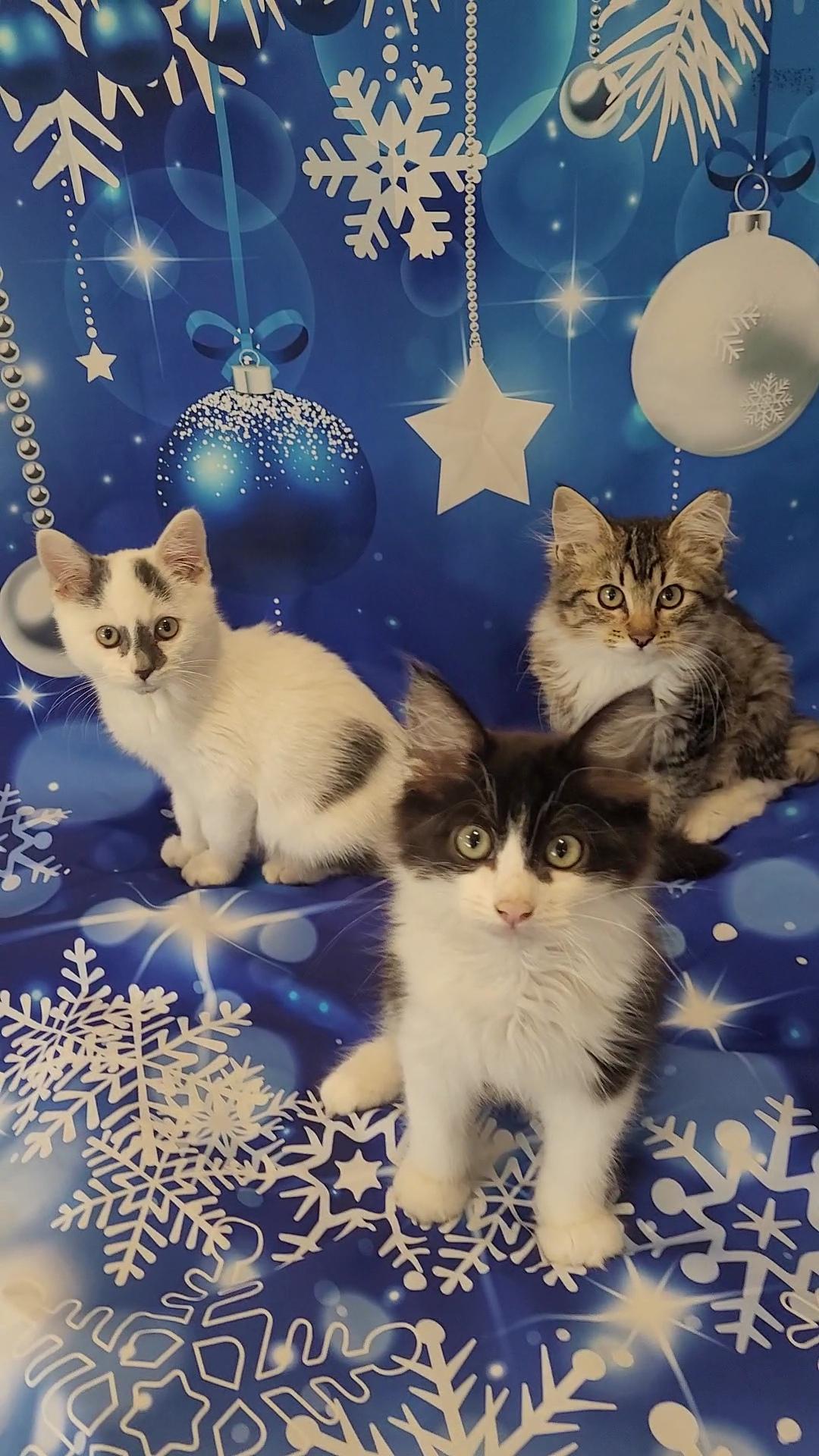 Enlarge FOZZIE BEAR, a Adoptable mixed breed in Escalon, CA image 4/6