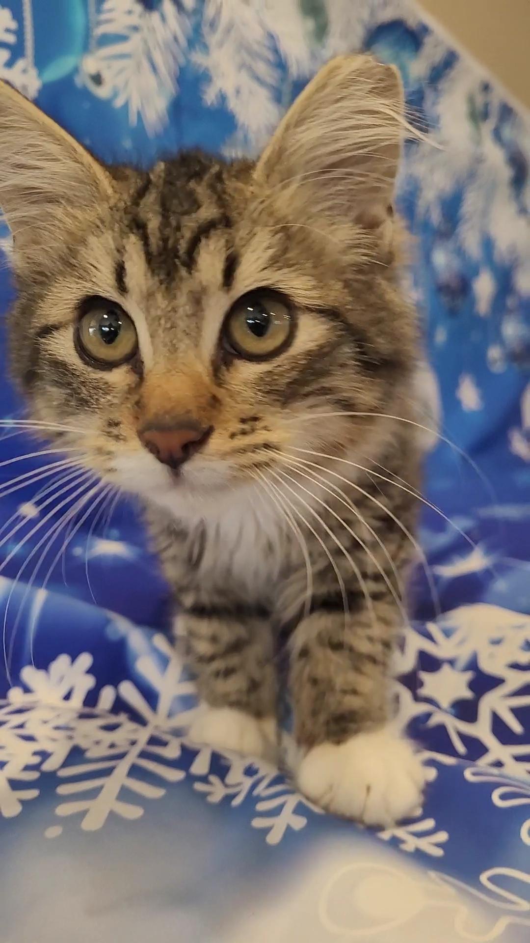 Enlarge FOZZIE BEAR, a Adoptable mixed breed in Escalon, CA image 5/6