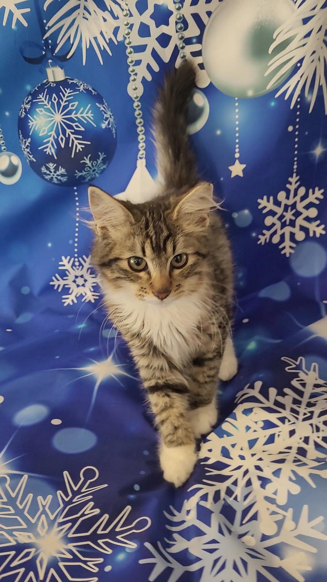 Enlarge FOZZIE BEAR, a Adoptable mixed breed in Escalon, CA image 6/6