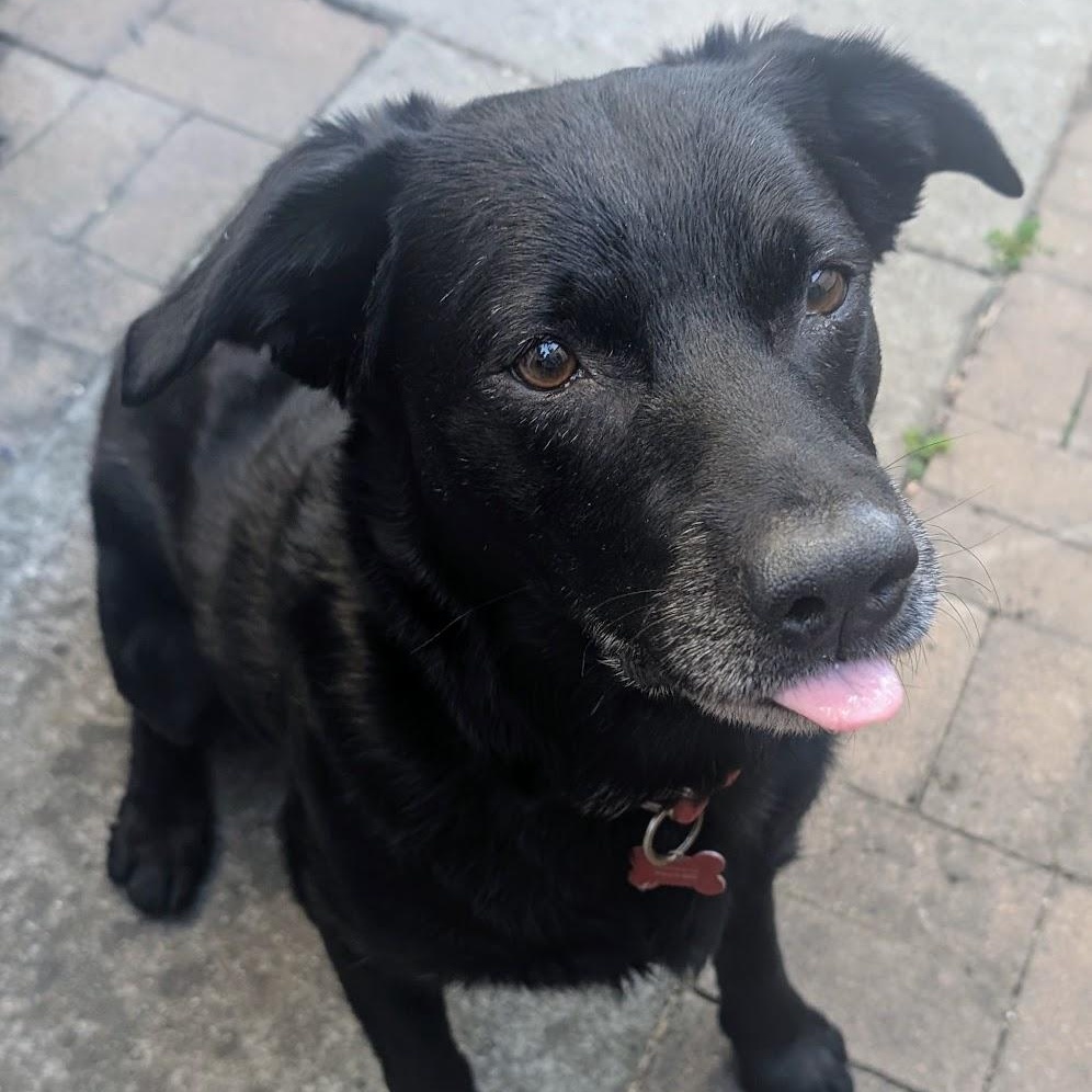 Gary, a Adoptable mixed breed in San Francisco, CA image 3/5