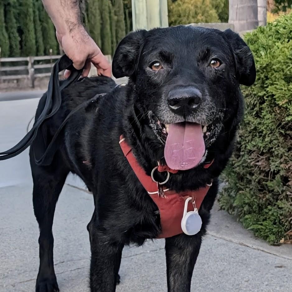 Gary, a Adoptable mixed breed in San Francisco, CA image 1/5