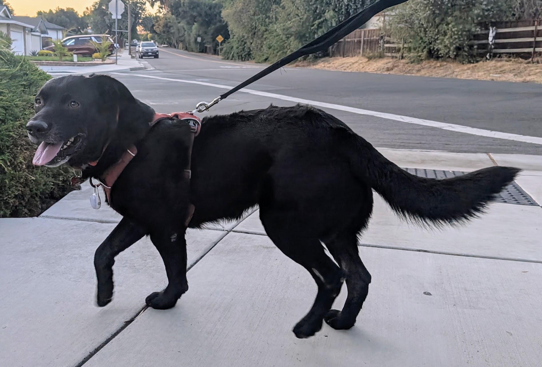 Gary, a Adoptable mixed breed in San Francisco, CA image 5/5