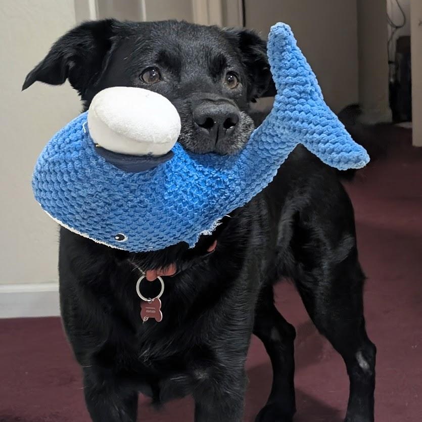 Gary, a Adoptable mixed breed in San Francisco, CA image 2/5