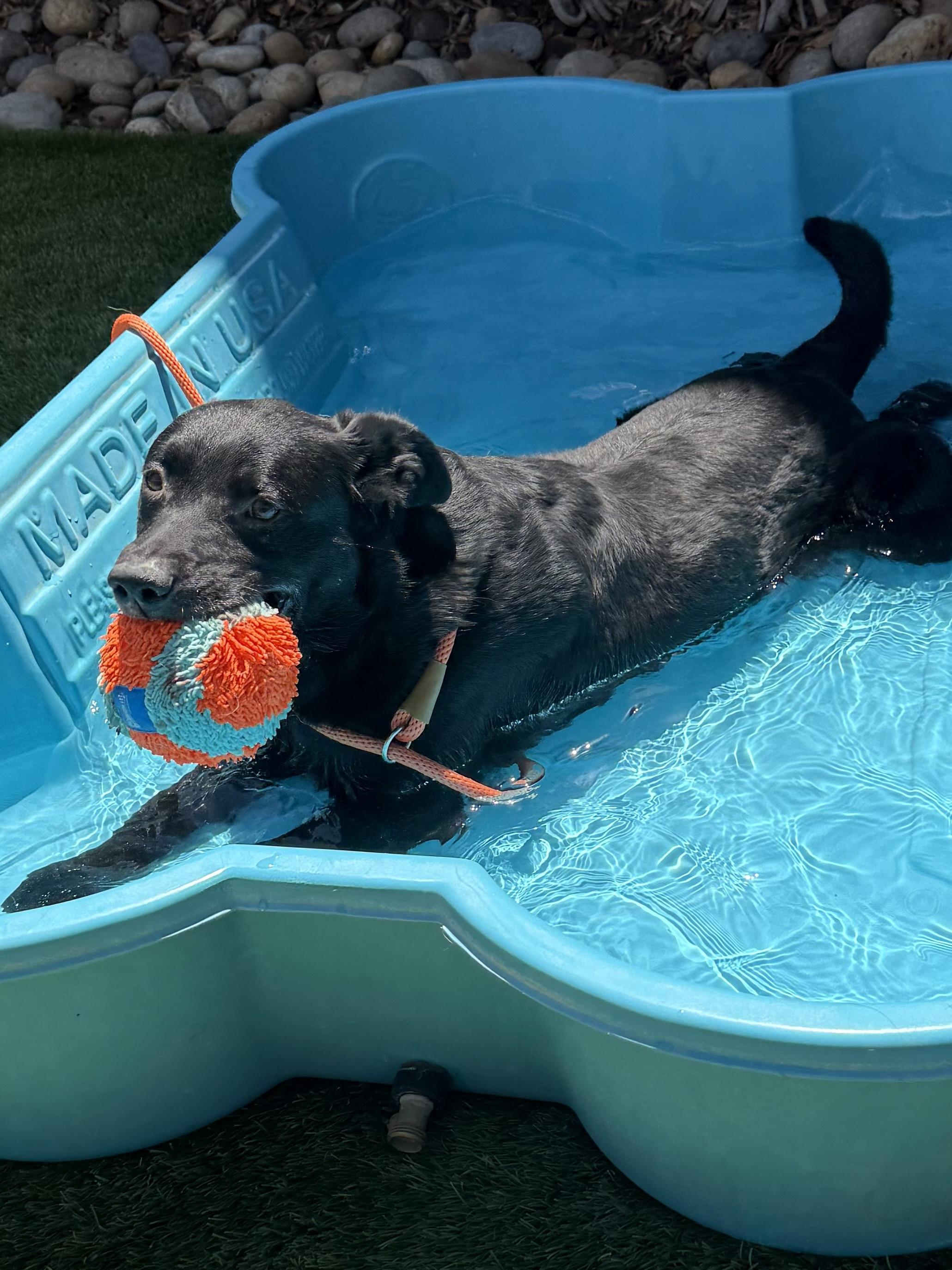 Gary, a Adoptable mixed breed in San Francisco, CA image 4/5