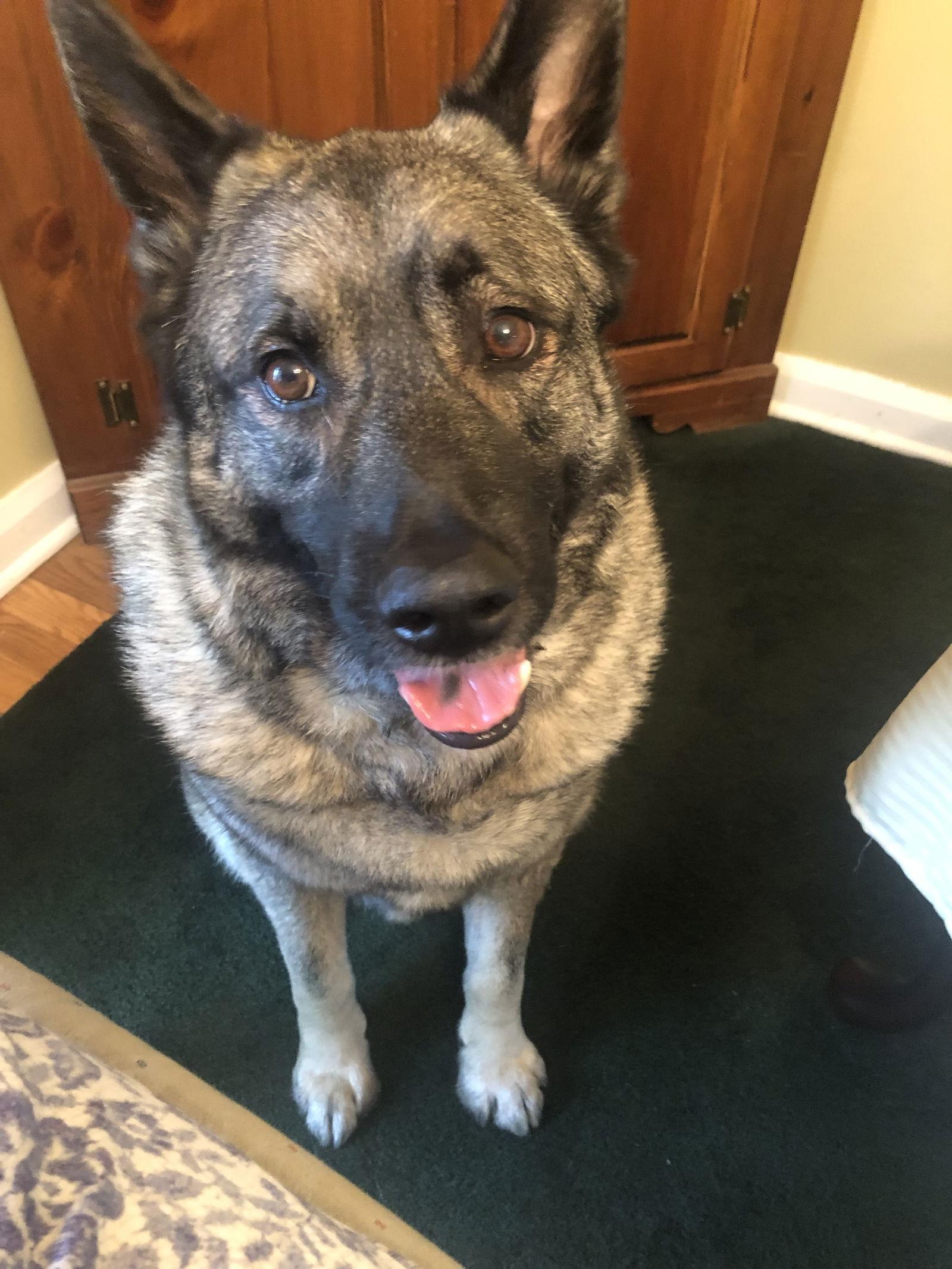 Axel, Adoptable, Adult Male Norwegian Elkhound.
