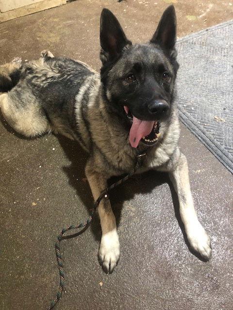 Enlarge Axel, a Adoptable Norwegian Elkhound in Doylestown, PA image 2/3