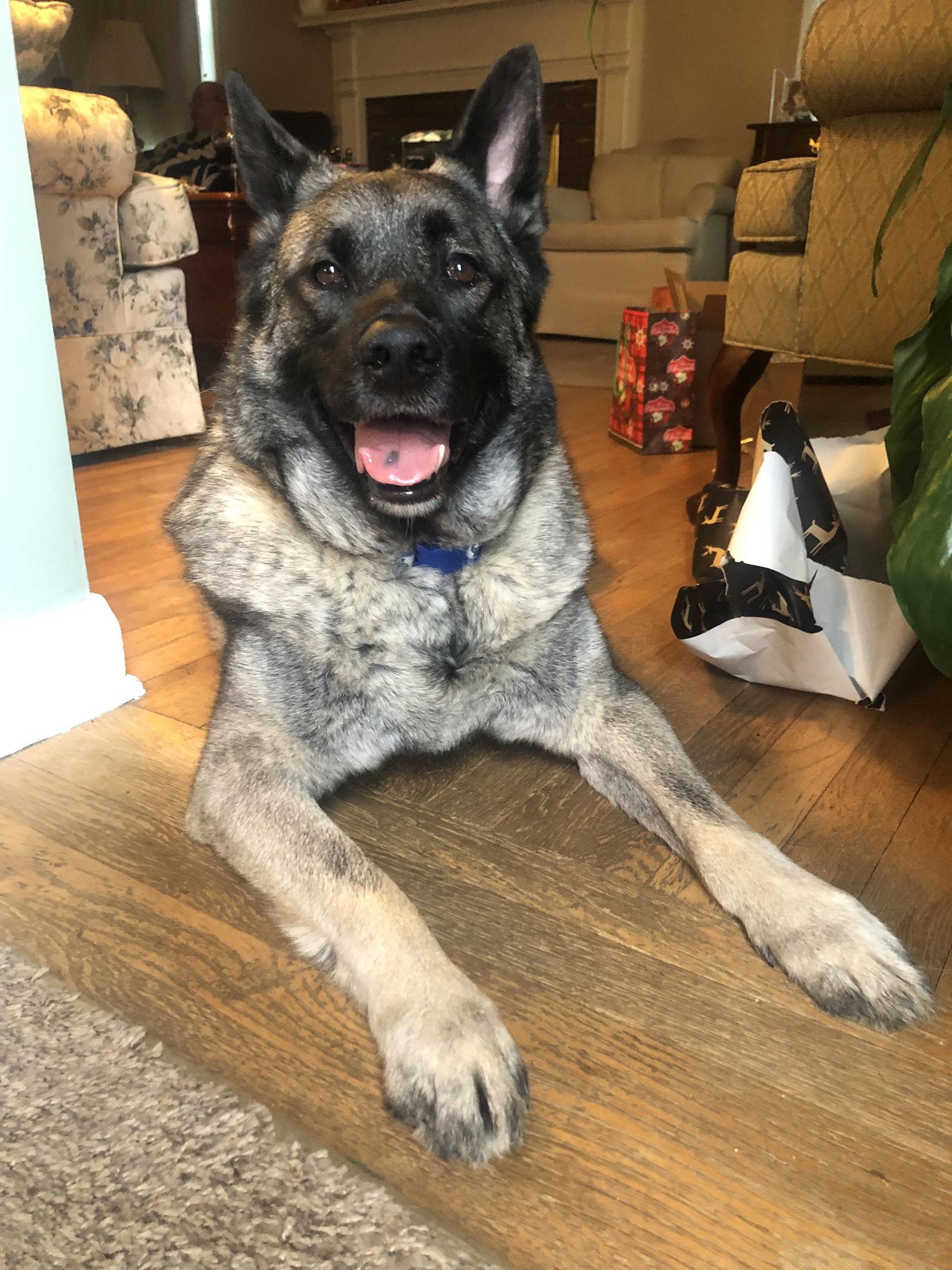 Enlarge Axel, a Adoptable Norwegian Elkhound in Doylestown, PA image 3/3