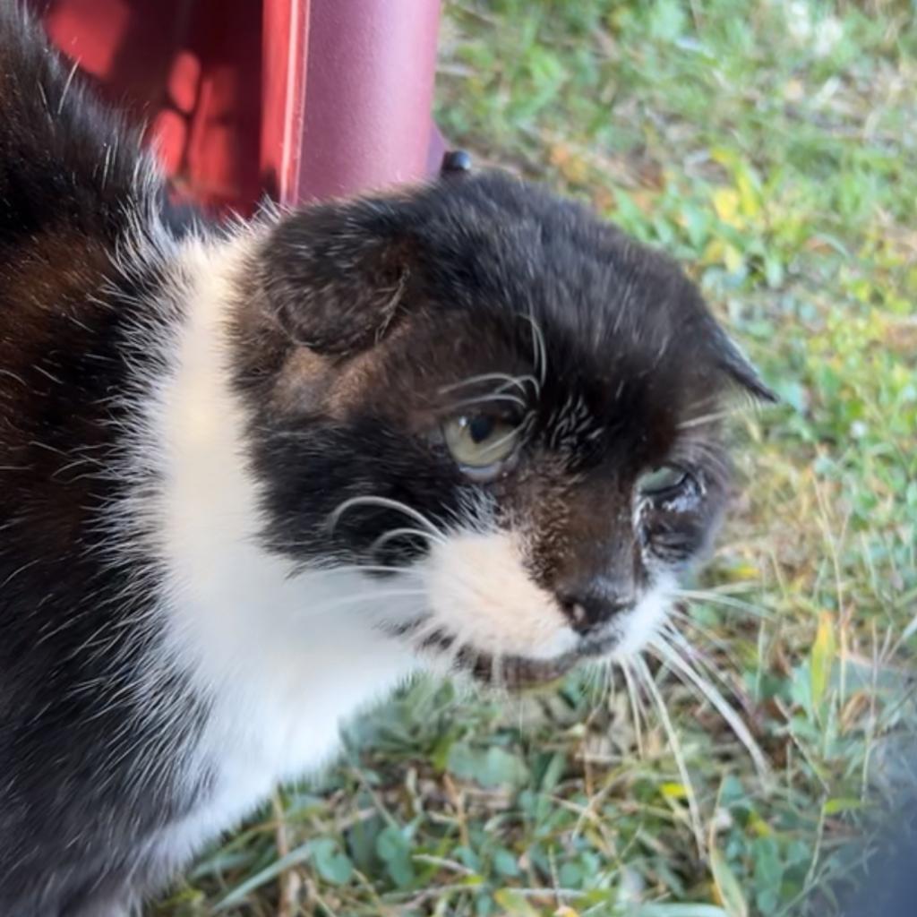 Enlarge Spade, a Adoptable Domestic Short Hair in Enfield, NH image 1/1